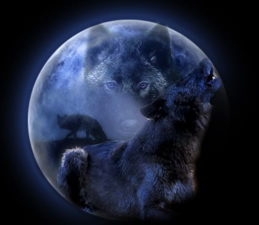 black_wolf_by_Ashley441.jpg