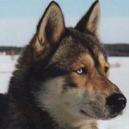 WolfGamble.jpg