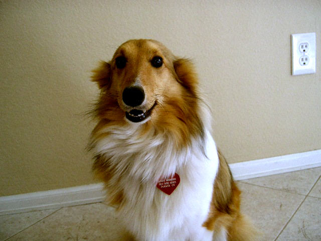 Dogs for birthday card 5.jpg