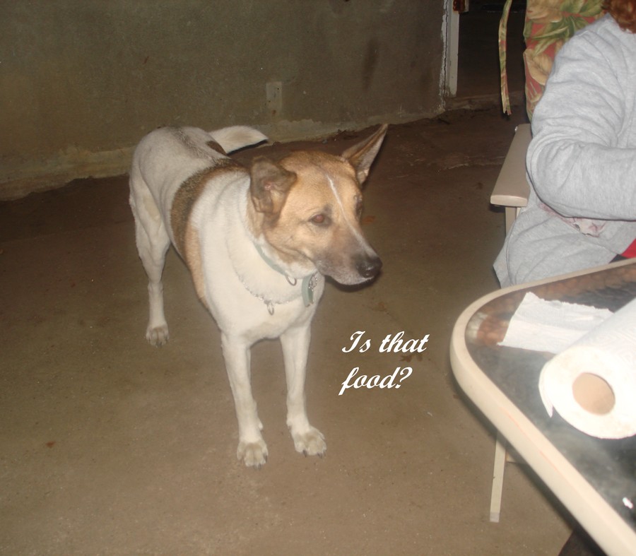 Give%20me%20a%20belly%20rub%20NOWWWW%2023.jpg