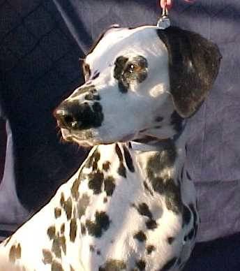 LadyFreckles.jpg