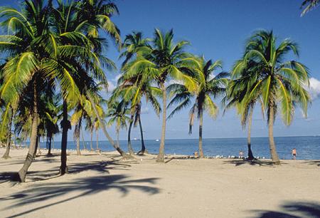 Palm_Trees-4649.jpg
