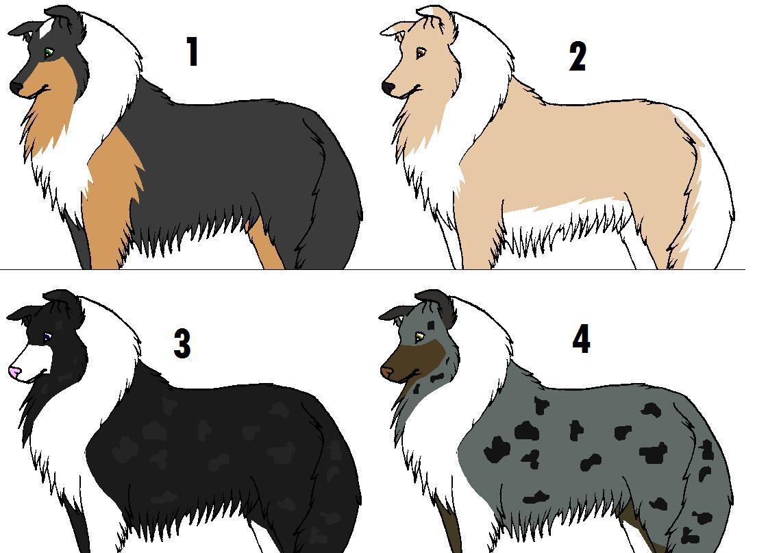 Adopt a Collie XD.JPG