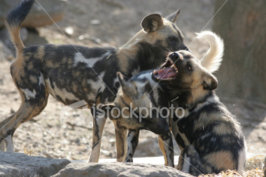 ist2_2817488-african-wild-dogs.jpg