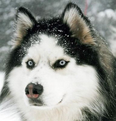 husky.jpg