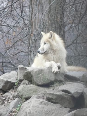 wolf.jpg