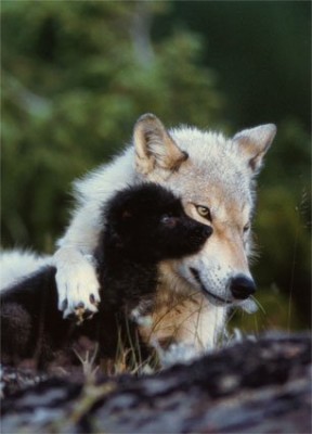 wolf-and-pup1[1].jpg