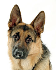 180px-Buck_The_GSD.jpg