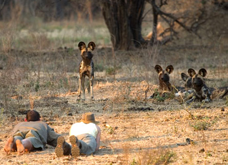 wild-dog.jpg