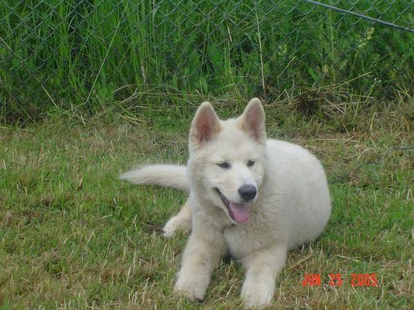 Husky-720367.jpg