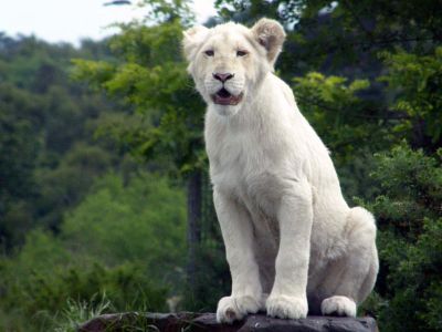 A~white~lion~4.jpg