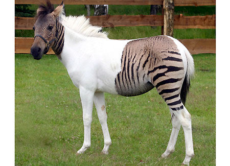 zebrallo.jpg