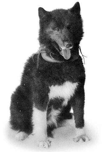 balto.jpg