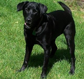 Abby Dog!!!2.JPG