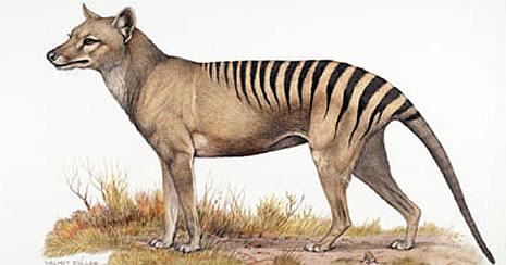 tasmanian_wolf_16209_135079.jpg