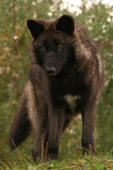 Shadow36867943655-iaza.gif