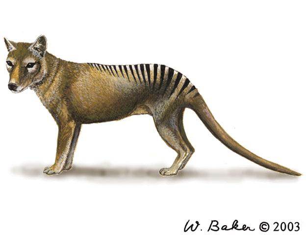 thylacine.jpg