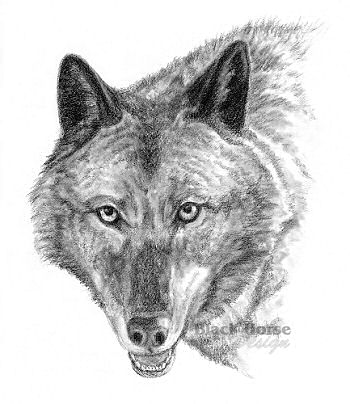 Eclipse-BlackWolf.jpg