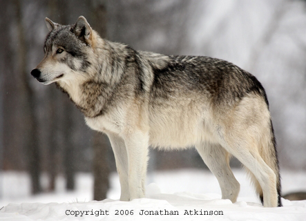 La_Grey_Wolf2.jpg