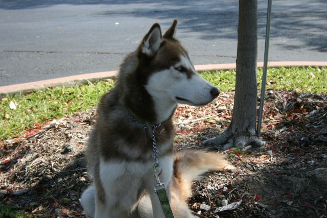 Husky from MS Bike Ride.JPG