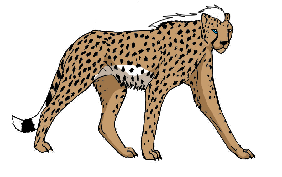 cheetahadopt.jpg