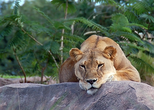 lion.jpg