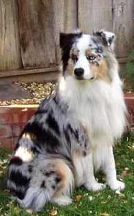 australian-shepherd.PNG