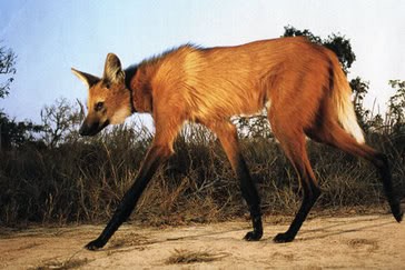 Maned-Wolf-Joel-Sartore.jpg