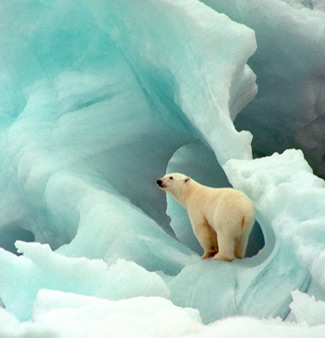 Polar_bear[1].jpg