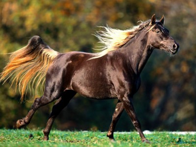 rocky-mountain-horse1.jpg