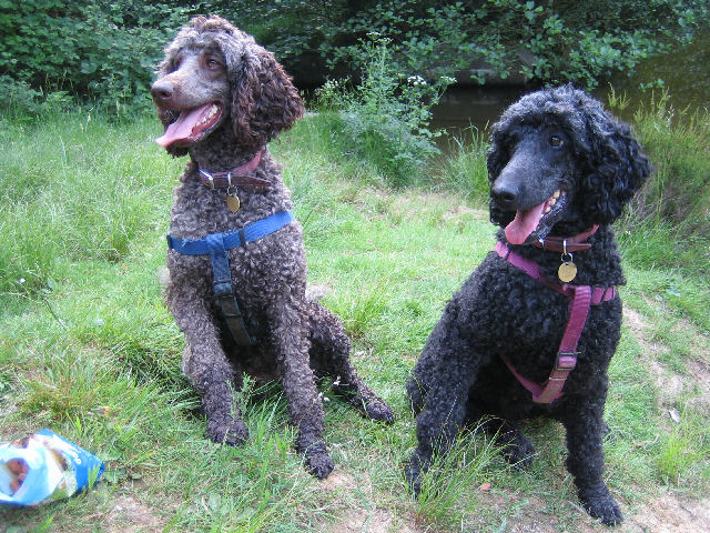 Poodles.jpg