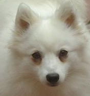 tinks head.PNG