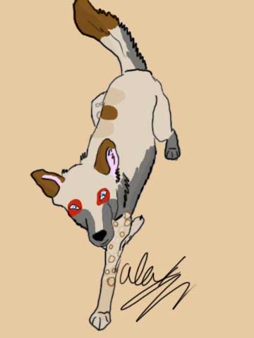 dingo_.jpg