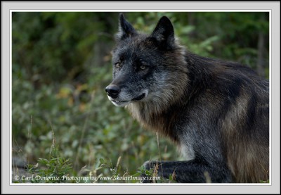 Wolf_a_004.jpg