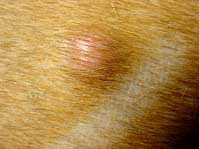 mast_cell_tumor.jpg