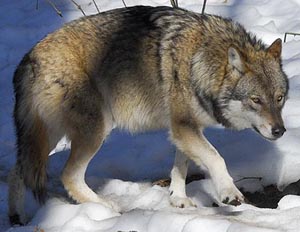 gray_wolf.jpg