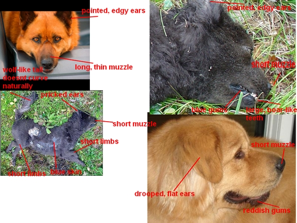 maine mystery beast comparison.jpg