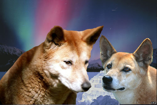 dingopp.jpg
