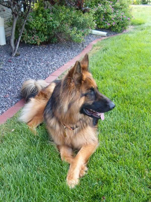 Long-Haired-GSD.jpg