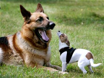 060801_tinydog_hmed_7p_hmedium.jpg