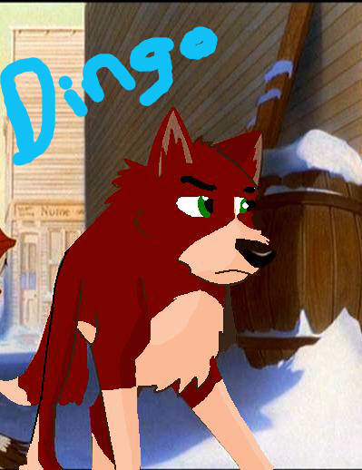 Dingo.JPG