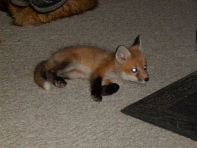 new_baby_red_fox_2_by_Anna_aurion.jpg