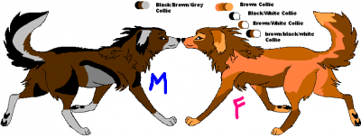 Border Collies w options.png