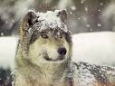 Kevin the grey wolf.jpg