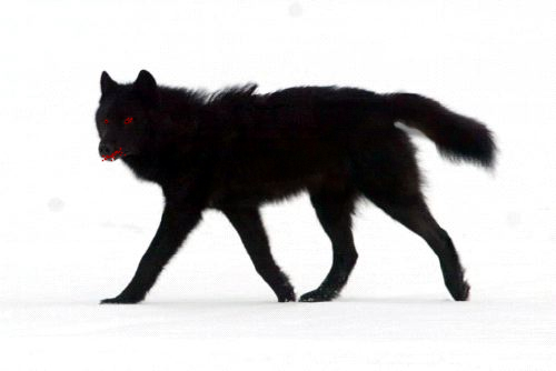 black_wolf.jpg