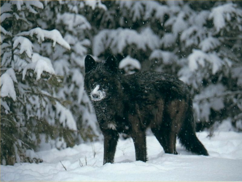 Black%20Wolf.jpg