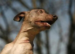 xoloitzcuintle.jpg