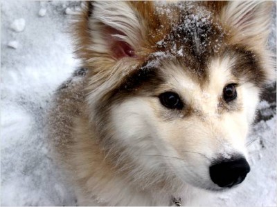 Wolamute-Puppies-For-Sale-1.jpg