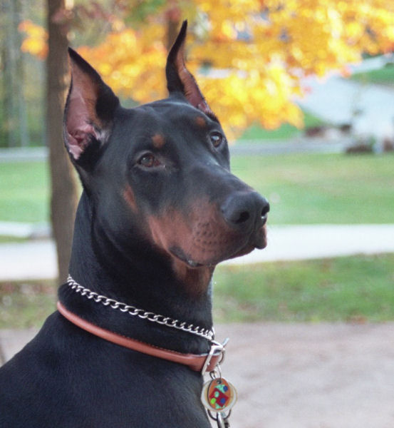 doberman0607.jpg