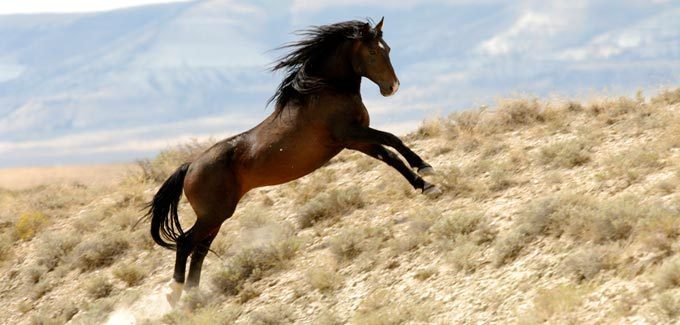 wild-horse.jpg